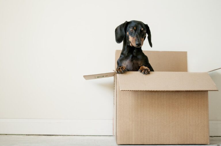 5 Tips On How To Find The Best Move Removals Service