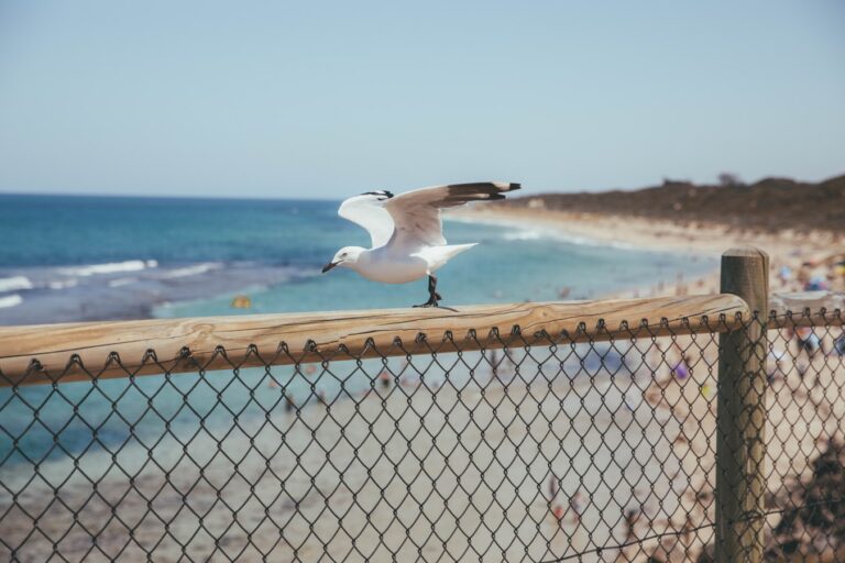 How To Find A Good Removalists In Yanchep